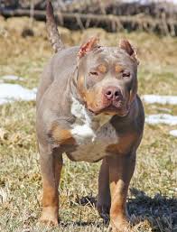 Tri color xl pitbull puppies for sale. Purple Blue Tri Color Purple Lilac American Bully Novocom Top