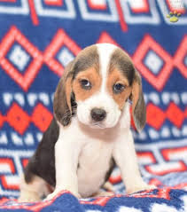 Lilly Beagle Puppy For Sale In Millersburg Oh Lancaster Puppies Beagle Puppy Beagle Dog Puppies Puppies