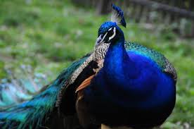 Did You Know That By 2050 Roughly Of All Bird Species Might Be Extinct Protecting These Animals Is Important If We Want To Bird Species Fun Facts All Birds