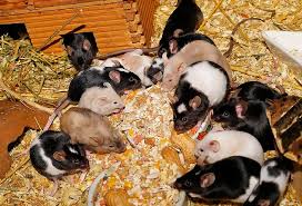 Other factors that may play a role in determining survival time from starvation include: How Long Can Mice Live Without Food