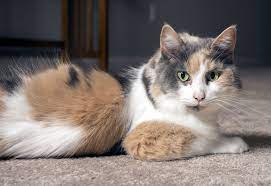 Only 1 in 3,000 males on average are calico or dilute calico cats. Calico Cats Guide Including A Quiz Thecatsite Articles