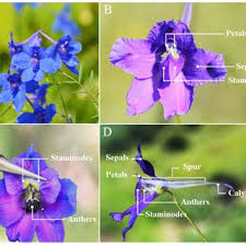 Image result for Sherbournia bignoniiflora