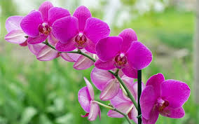How often should i water my orchid? How To Care For Orchids And Keep Houseplants Alive