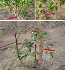 Image result for Ancylobothrys robusta