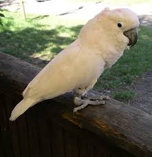 Burung kakak tua layak kita lindungi kita oleh sebab itu kita harus bisa merawatnya, berikut ini ada beberapa tips dan makanan untuk kakak tua. Kakatua Wikipedia Bahasa Indonesia Ensiklopedia Bebas