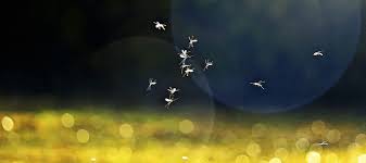 Check spelling or type a new query. How To Kill Mosquito Larvae In Pool Abc Blog