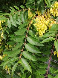 Image result for Ailanthus