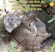 I just happen to prefer cats. Big Cat Rescue On Twitter Friends Fill Your Life With Joy Your Soul With Sunshine And Your Heart With Love Flintandnabisco Bigcats Bigcatrescue Inspiring Inspirationalquotes Quoteoftheday Friends Friendship Joy Sunshine Love Bobcats
