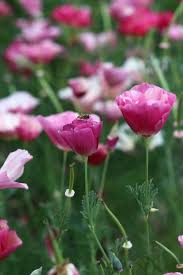 Einen Mondgarten Anlegen Mond Garten Kalifornischer Mohn Bluhende Pflanzen