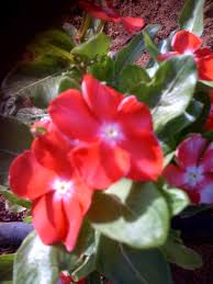 Below are all 99 names of allah for our white flower series. Subhanallah Flowers Are Beautiful