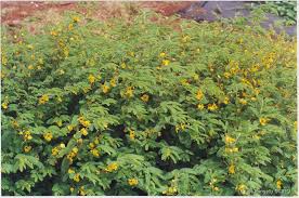 Image result for Chamaeclitandra