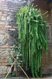 Pin On Kokedama Arte Vivo