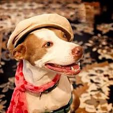 Our website is updated throughout the week. Available Pets At Plenty Of Pit Bulls In Gainesville Florida Dog Adoption Pets Cat Today