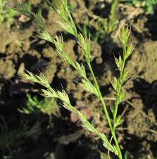 Image result for Lolium multiflorum