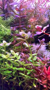 Image result for Bacopa floribunda