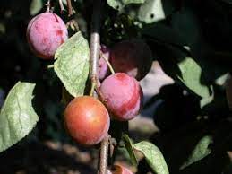 When To Spray Plum Trees For Leaf Curlers