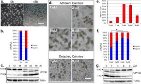 Chinese yuan (cny) is the official currency of china. Enhanced Development Of Skeletal Myotubes From Porcine Induced Pluripotent Stem Cells Scientific Reports