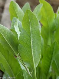 Image result for Tanacetum balsamita