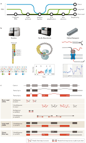 The fact that the technology of. Rna Sequencing The Teenage Years Nature Reviews Genetics