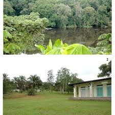 Image result for Gomphia lunzuensis