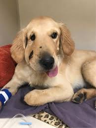 Find labrador retriever puppies for sale and dogs for adoption. Hero 6 Month Old Golden Retriever Puppy Saves Human Mom From Rattlesnake In Arizona World Animal News