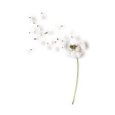 Nld Dandelion Sh Png Liked On Polyvore Featuring Flowers Dandelion Plants Fillers And Fleurs Warna Bunga Peony Gambar