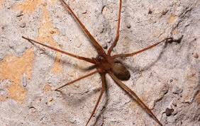 Keep Brown Recluse Spiders Out Of Your Santa Clarita Home | CVA  Exterminators