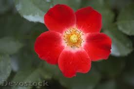 Different types of flowers are used for many reasons in almost all cultures. Beautiful Flowers From Different Types Devostock Download Free Images Public Domain Photos And More