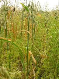 It is about 40 cm (16 in) tall, and the seeds grow in pods, usually with two seeds in each. Culture De Lentilles En Conditions Biologiques