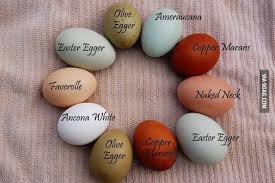 Image Result For Egg Color Chart For Chickens Chicken Egg
