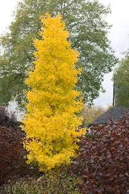 Check spelling or type a new query. Trees For Zone 9a Ginkgo Tree Unique Trees Landscape