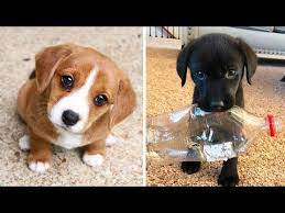 Proven tips from dog experts that has worked for more than 875,000 dog owners worldwide. Cute Baby Animals Videos Compilation Cutest Moment Of The Animals Cutest Puppies 2 Youtube Cute Baby Animals Super Cute Puppies Baby Animal Videos