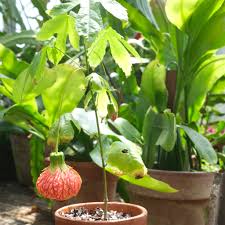 Image result for Abutilon rehmannii