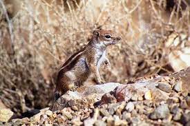 Pin By Makisquirrel On African Squirrels Animals Squirrel African