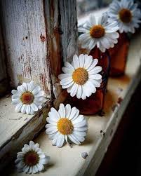 Pin By Surmeli Goz On Ganseblumchen Daisies Flower Photos Beautiful Flowers Flowers Photography