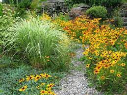 Eulalia Grass Miscanthus Sinensis Variegatus Plants Xeriscape Backyard Plants