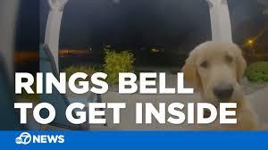 Golden retriever puppies spokane wa. Adorable Puppy Escapes The House Then Rings The Doorbell To Get Back In Travel Leisure