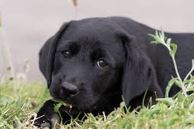 My old dog is eating dirt. Why Does My Labrador Eat Dirt