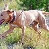 Our main focus is to educate pet owners, give accurate diagnoses, and provide the best care for your pet. Https Encrypted Tbn0 Gstatic Com Images Q Tbn And9gcsq6anhlz3eiumzk8o3lrwsoh2bwoym703mjrxd2eji9h1zk7fh Usqp Cau