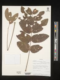 Image result for Xeroderris stuhlmannii