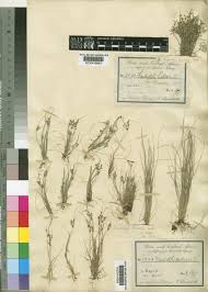 Image result for Fimbristylis squarrosa