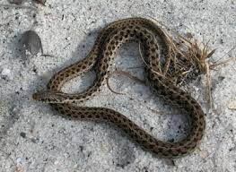 They are far more afraid of you than you are of them. Common Gartersnake