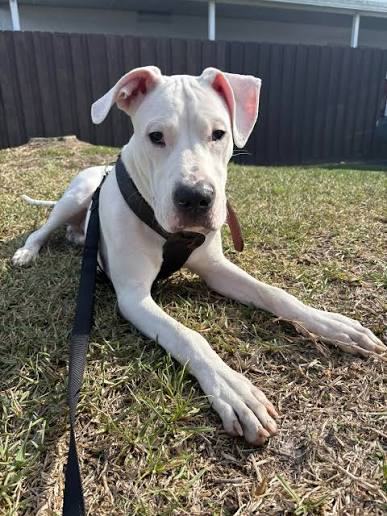 Why is my Dogo Argentino puppy unresponsive to squeaky toys and commands?