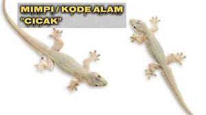 Angka Cicak 2d Misteriangka Youtube