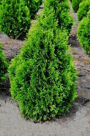 Browse holmstrup arborvitae for sale at the tree center. Holmstrup Arborvitae For Sale Online The Tree Center