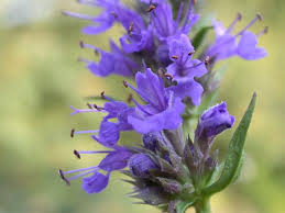 Maybe you would like to learn more about one of these? Growing Hyssop A Biblical Herb