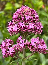 Image result for Centranthus