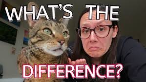 Hill's Prescription Diet Sensitivities Cat Food