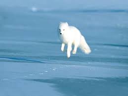 Dyadyushka Shu On Twitter Arctic Fox Pet Fox Animals Friends