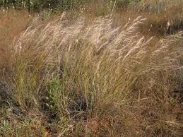 Image result for Stipagrostis